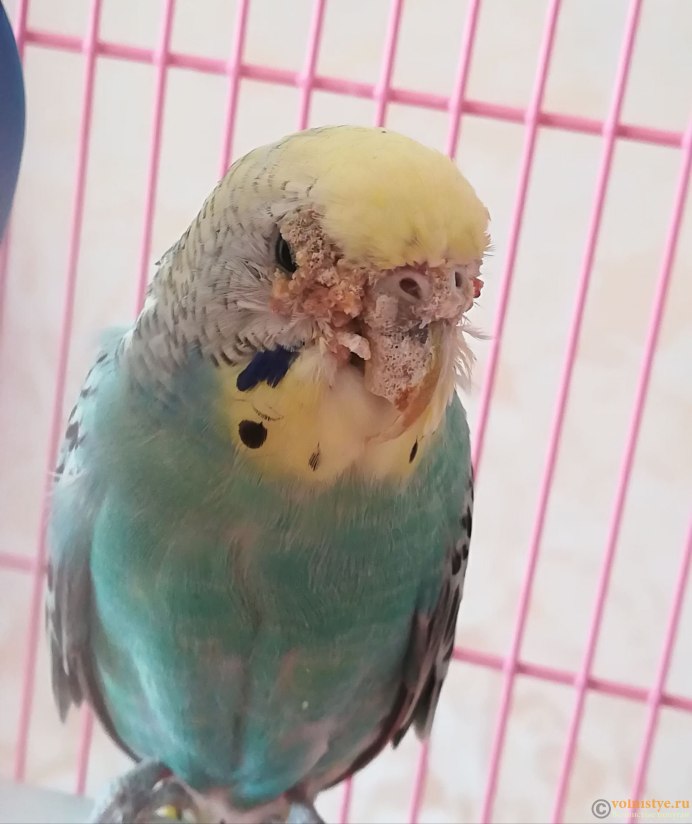 Попугай Арлекин
