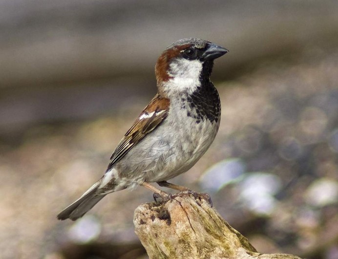 Воробей домовый passer domesticus
