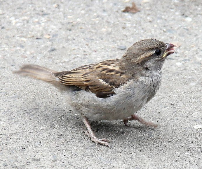 Воробей домовый passer domesticus