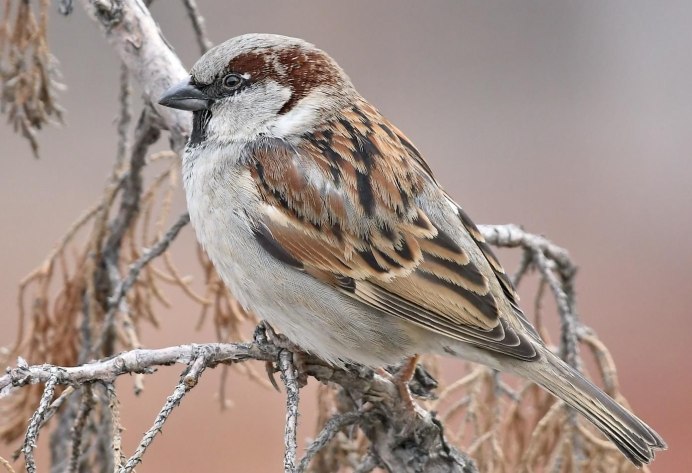 Домовый Воробей – passer domesticus l.
