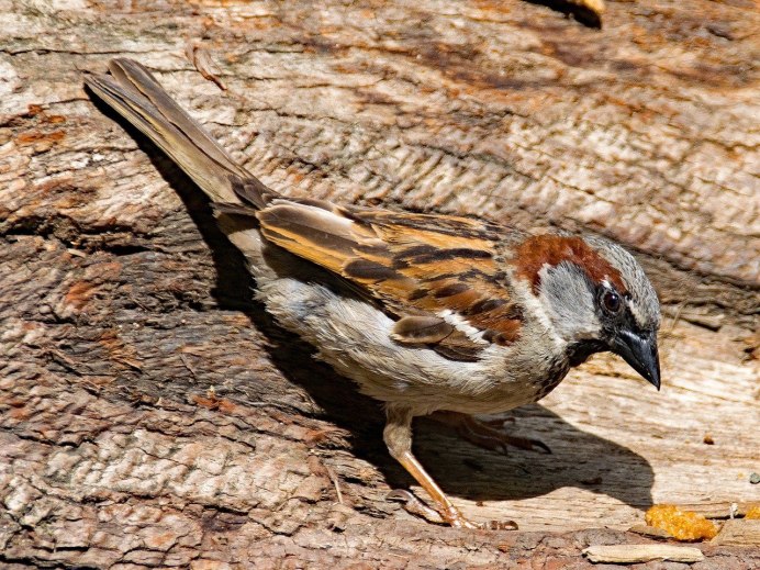 Passer gongonensis