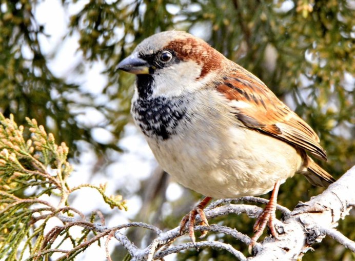 Воробей домовый – passer domesticus (l., 1758)