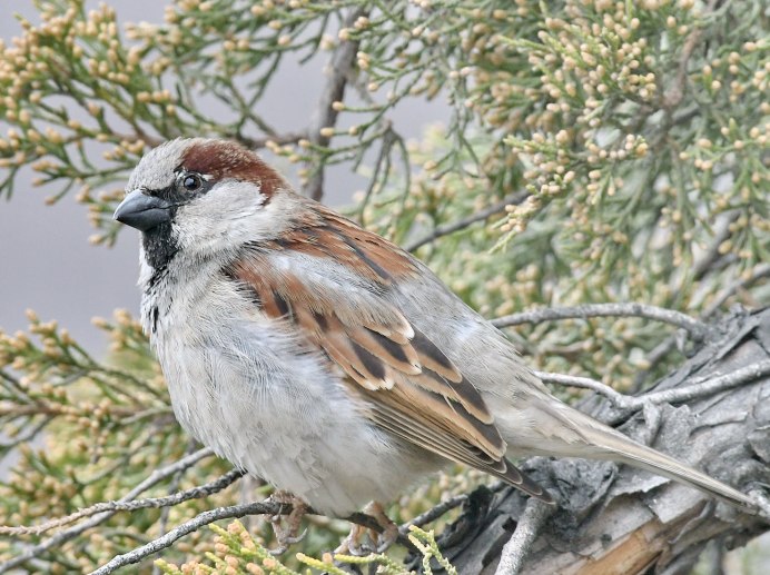 Passer domesticus птица
