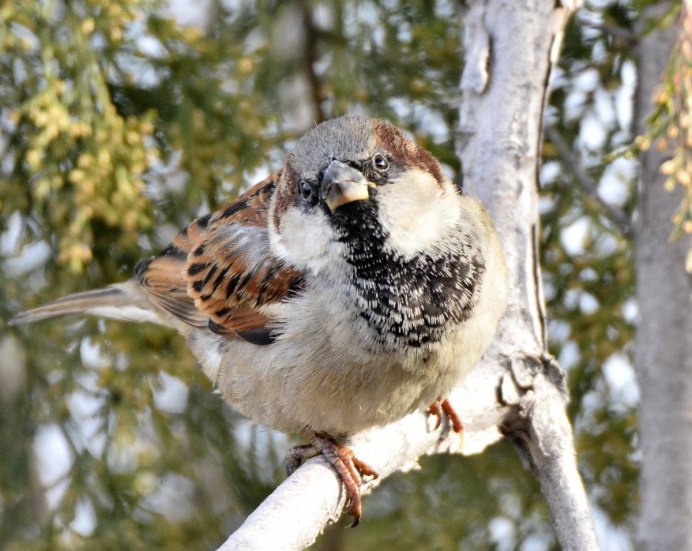 Домовый Воробей – passer domesticus l.