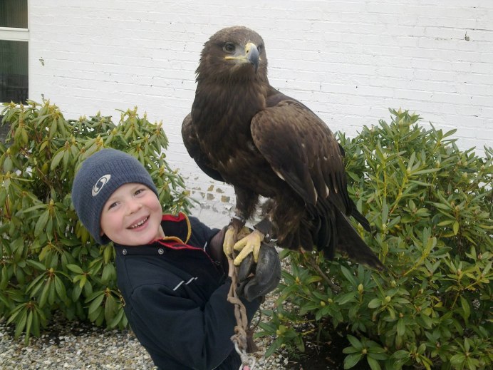 Канюк обыкновенный, Сарыч (Buteo Buteo)