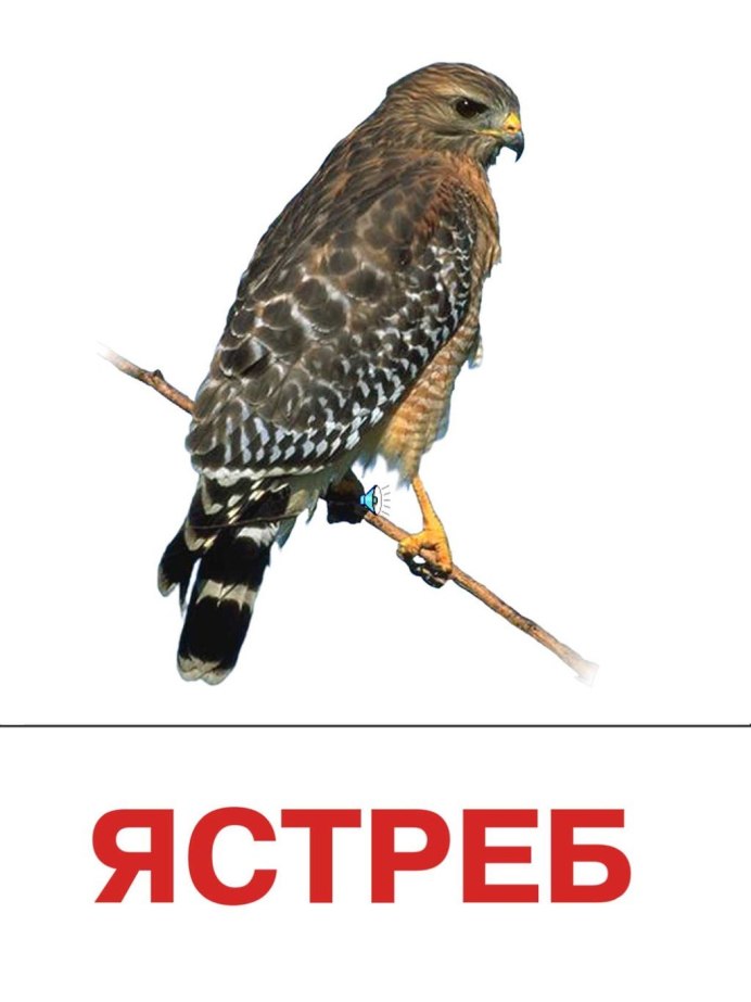 Птицы с подписями для детей