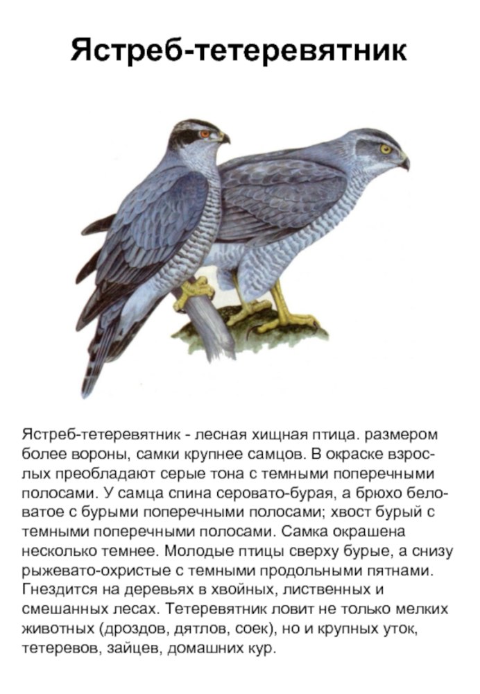 Ястреб тетеревятник и человек