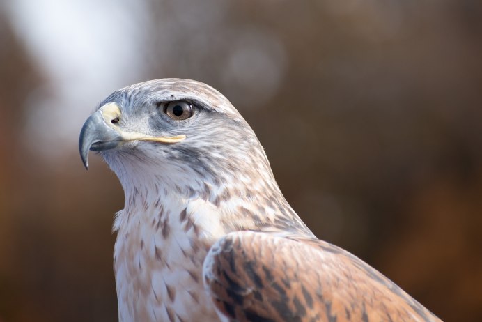 Тетеревятник (Accipiter gentilis)