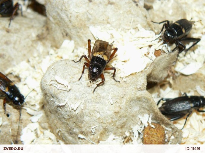 Сверчки Gryllus bimaculatus
