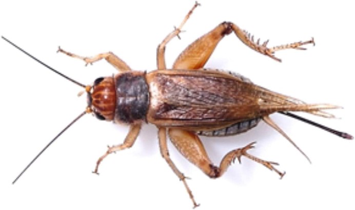 Gryllus veletis