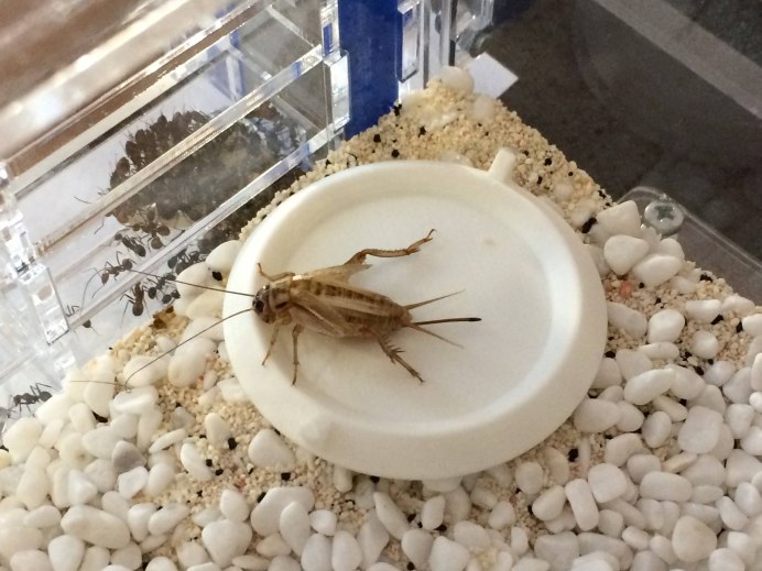 Банановый сверчок (Gryllus assimilis)