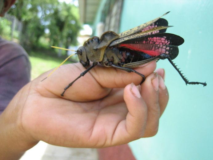 Gryllotalpa orientalis