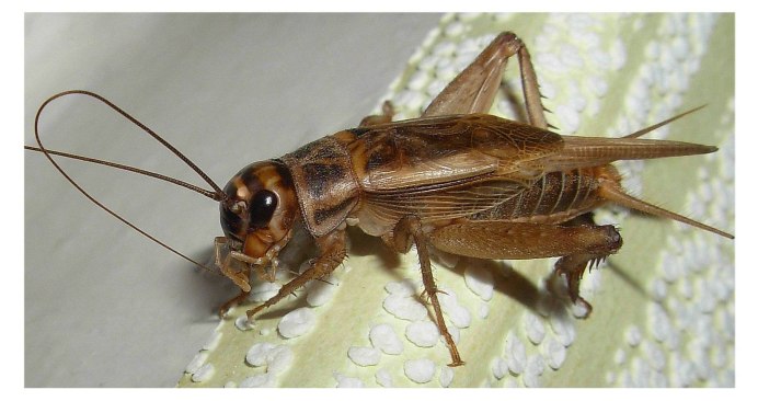 Cricket Brown