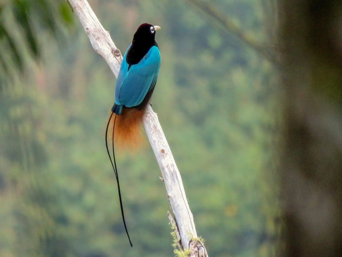 Paradisaea Raggiana