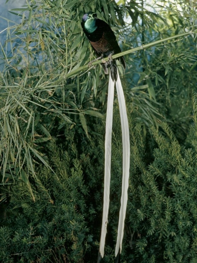 Paradisaea Rudolphi
