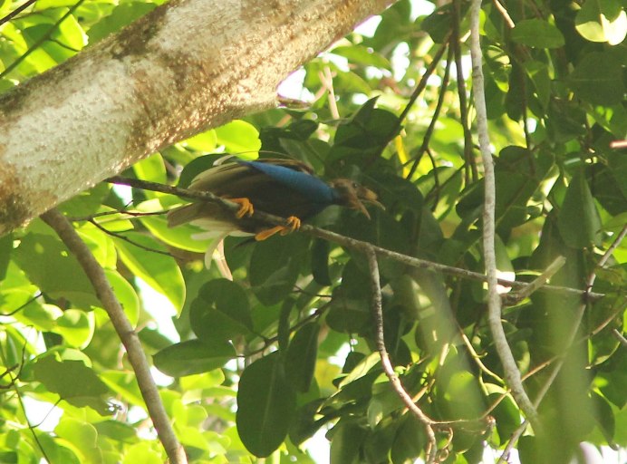 Seleucidis melanoleucus