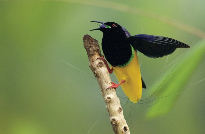 Semioptera wallacii