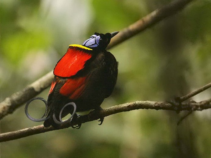 Paradisaea apoda