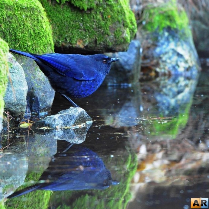 Вымпеловая райская птица