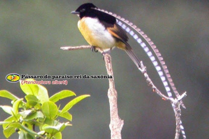 Sipodotus wallacii