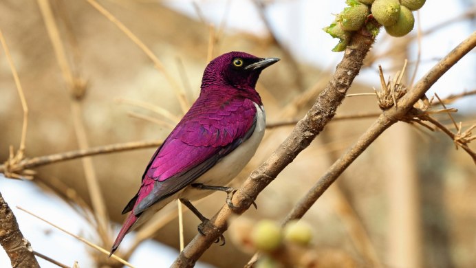 Ворона (Воронов) Владимир Ульянович
