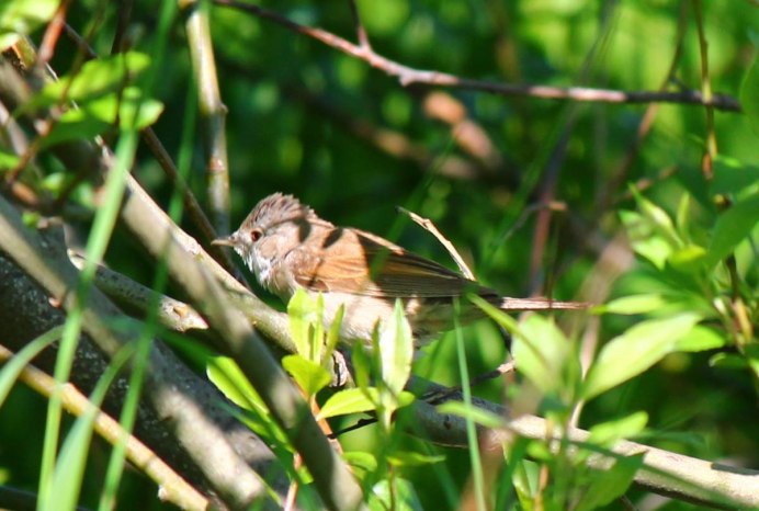 Фиолетовый короткохвостый скворец