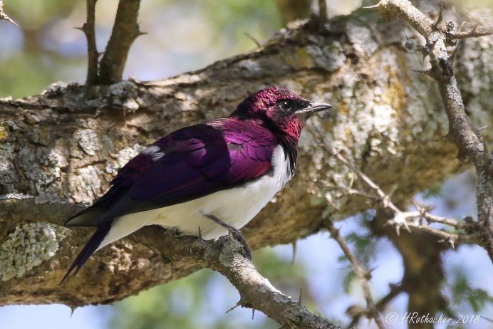 Аметистовый короткохвостый скворец