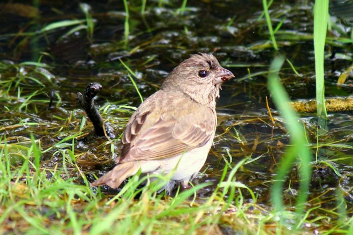 Блестящий скворец (Lamprotornis)