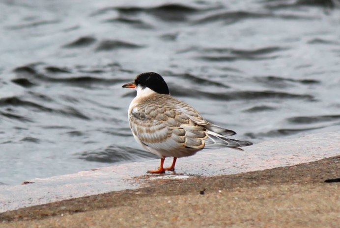 Аметистовый скворец