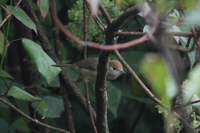 Певчие птицы Башкирии