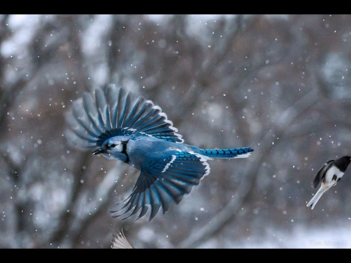 Сапсан пикирует
