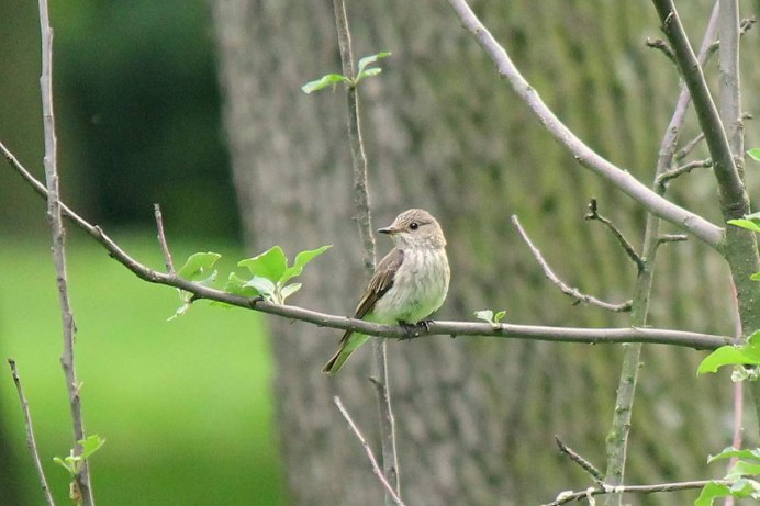 Птички парков СПБ