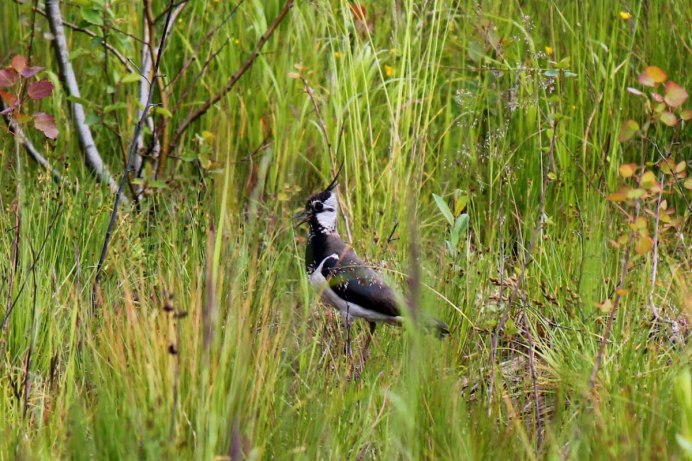 Жаворонок над цветущим лугом