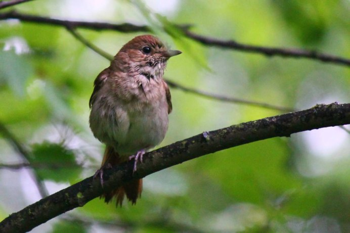 Птицы удельного парка Санкт-Петербурга