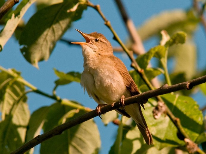 Фиолетовая птица Коваль