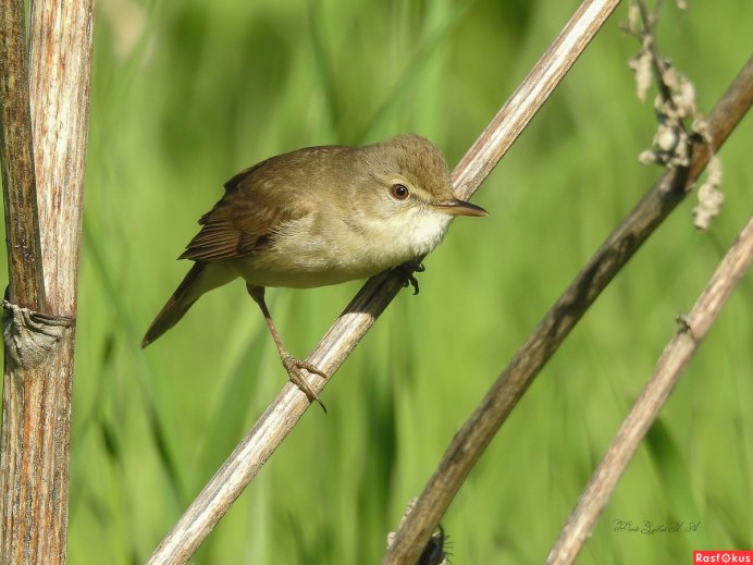 Птицы Измайловского лесопарка поползень белый