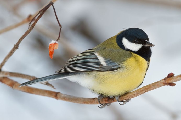 Рябинник белый