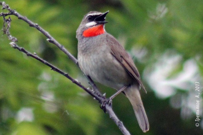 Соловей- – Luscinia Luscinia l.