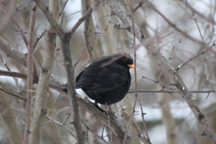 Лесные птицы Северной Осетии