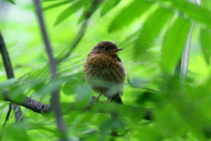 Коваль чибисы