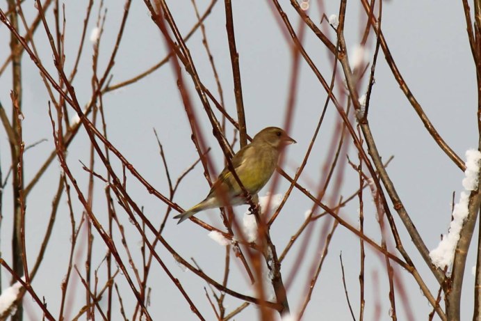 Пионы художник Julia Hargreaves