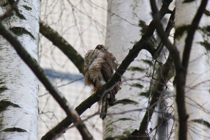 Чибис в СПБ птица
