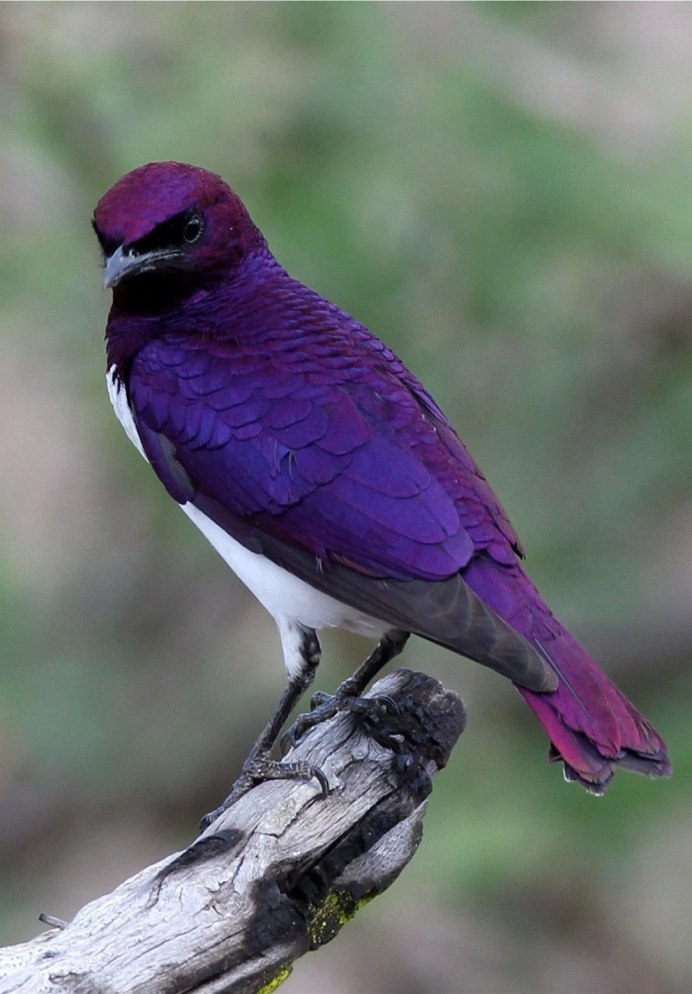 Птицы Красноярского края