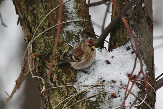 Птица Сойка Алтайский край
