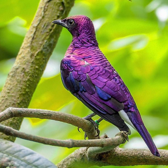 Птичка нектарница