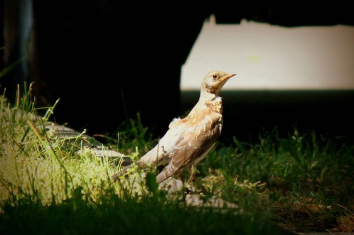 Птицы Сибири Красноярского края