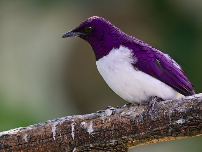 Серая мухоловка птица гнезда