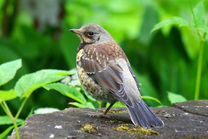 Коваль птица