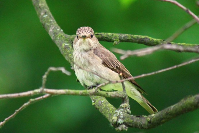 Аметистовый короткохвостый скворец