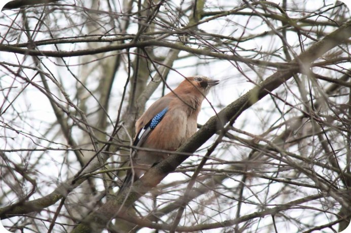 Птичка в полёте